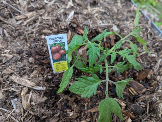 purple Cherokee tomato plant