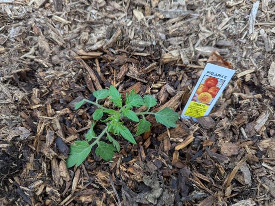 Pineapple variety tomato plant.