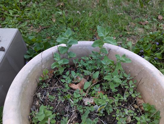 Potted mint plant