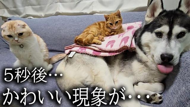 ハスキー犬と一緒に寝たい猫達がこうなっちゃいました...