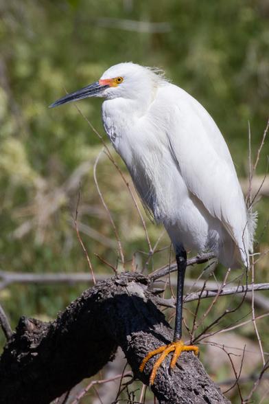 A Snowy Egret bird standing on one leg on a log.