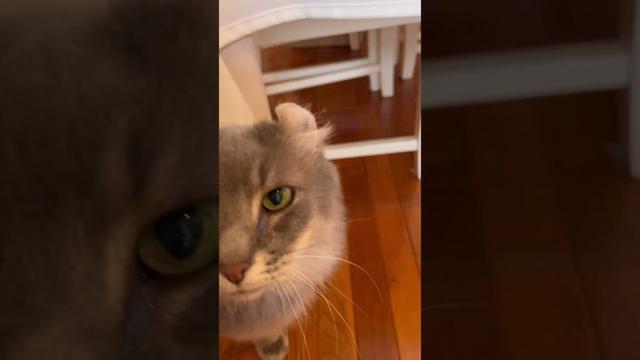 かくれんぼ #アメリカンカール #ねこ動画 #猫のいる暮らし #かわいい猫