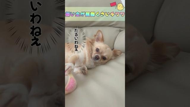 飼い主が面倒くさいチワワ #ロングコートチワワ　#犬 #犬好きさんと繋がりたい #犬と猫どっちも飼ってると毎日たのしい #多頭飼い