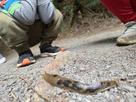 Banana slug on the Wildwood Trail with two kiddos inspecting it