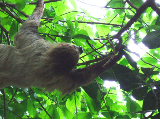 Toe-toed sloth climping from branch to another