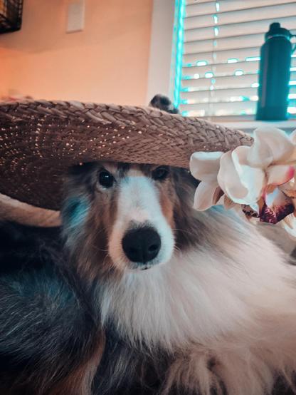 A dog wearing a wide-brimmed hat with a flower on it. One of his ears is poking out of the top. He looks at the camera with an expression of annoyance.