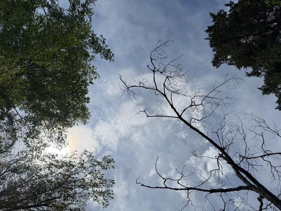 View of the blue sky with clouds, and several tree branches in frame. Some are bare, and some are green with leaves.