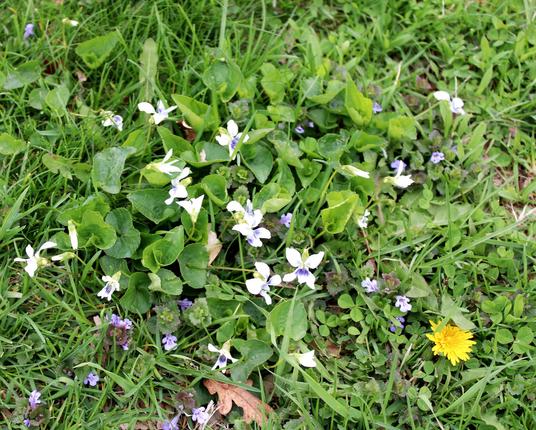 White with purple veins violet blooms and their heart shaped leaves growing in a grassy lawn intermixed with the smaller purple flowers of the spreading, invasive weed Creeping Charlie and one bright yellow open dandelion bloom to the lower right of the shot.