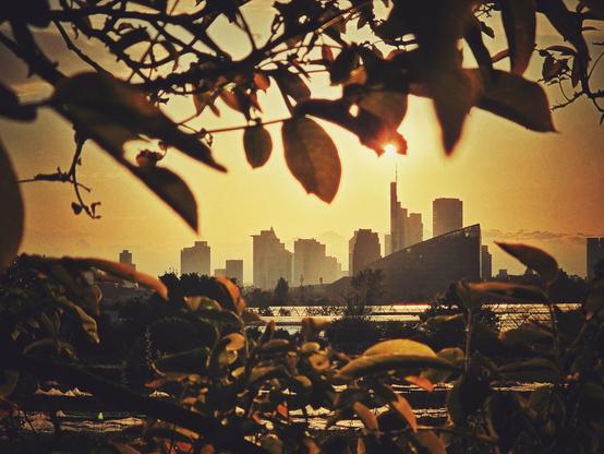 The image shows a view of a city skyline at sunset. The foreground is filled with silhouetted branches and leaves. In the background, buildings of various heights are visible against an orange and yellow sky. The overall tone of the image is warm, with strong contrast between the dark foreground and the bright sky.