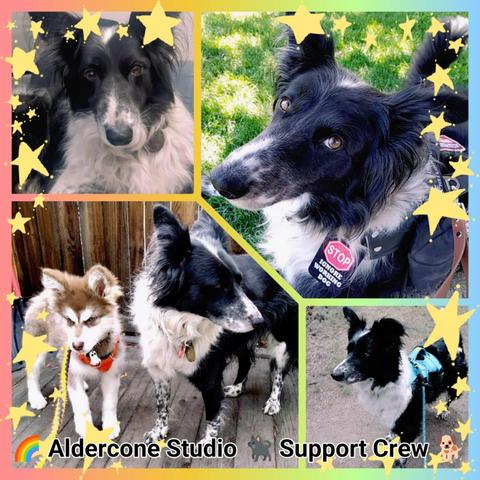 A collage of my dog, a black and white border collie mix. The top left is a photo of her looking at me, her big ears up! Top right is her laying in grass wearing her assistance dog gear, which is a black ruffwear harness with assistance dog patches, and black bat wings attached. She's looking at me and is so pretty. Bottom right is the youngest photo I have of her, she's so fluffy and her big ears are are up! bottom left is a photo is her standing next to her successor when they were still just a baby, a skinny red and white Malamute, we were about to go for a walk. The background is rainbow and there's stars around the border.