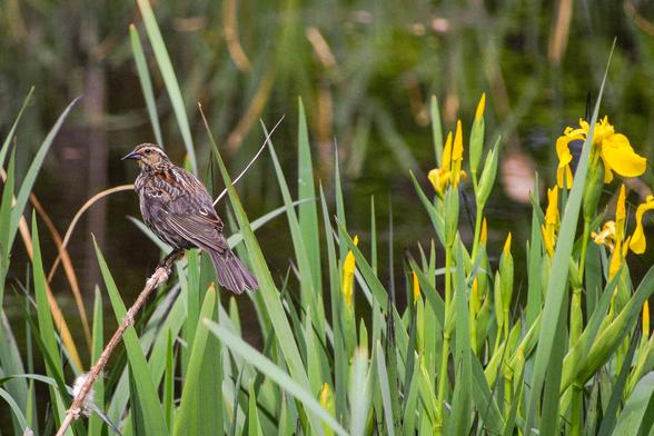 Female red-winged blackbird on a stem, with yellow flowers