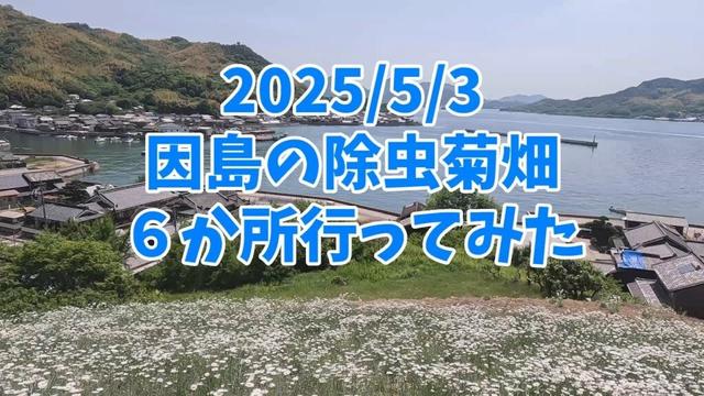 尾道◆因島の除虫菊畑６か所ツアー　2025/5/3 開花状況　馬神除虫菊畑が綺麗でした　#観光　★テロップに5/4って書いてるけど、行ったのは、昨日の2025/5/3です