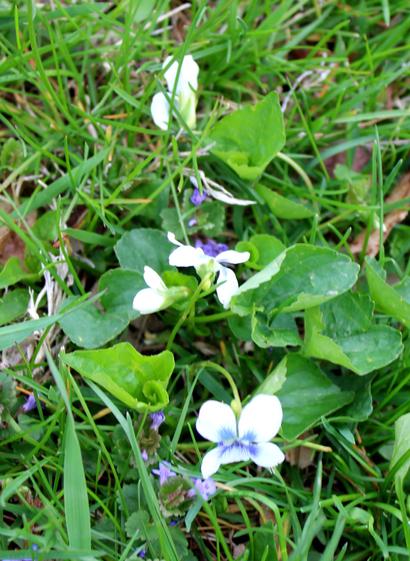 White with blue and purple veins near the center blooms growing close to the ground with green heart-shaped leaves. There are also smaller purple blossoms of a spreading, invasive weed known as Creeping Charlie growing closer to the ground along with green blades of grass.