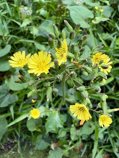 Yellow flowers blooming in early spring