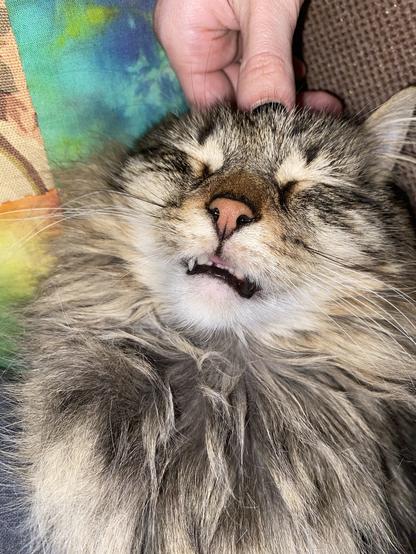 A fluffy cat lying on a surface with its eyes closed, enjoying being petted. A hand gently holds the cat's head, showcasing its relaxed expression and slightly exposed teeth. The background features a colorful fabric pattern.