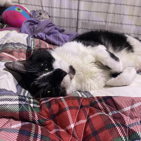 A black and white cat is lying on a colorful, patterned blanket, looking directly at the camera. The background features some soft toys and a purple garment.