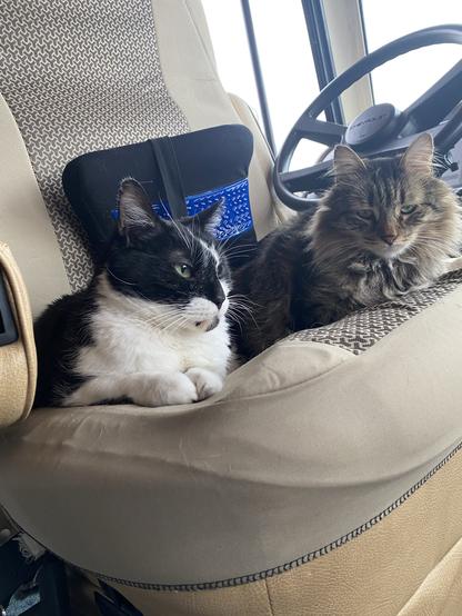 Two cats are lounging on the driver's seat of a vehicle. One cat is black and white, while the other is brown and fluffy. The setting appears cozy and relaxed.