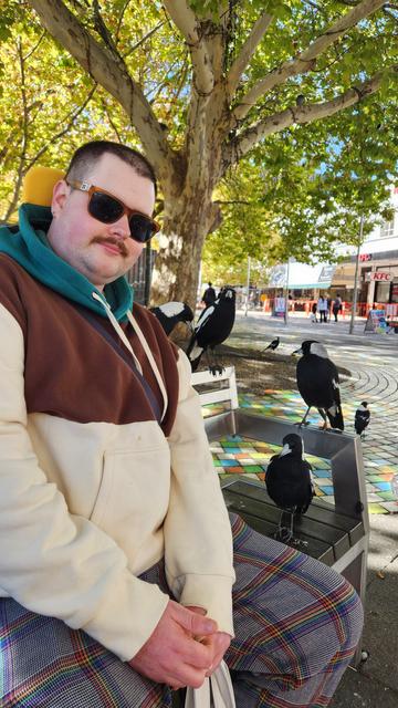 3 magpies on a park bench with an individual who is my husband wearing sunglass and a hoody.