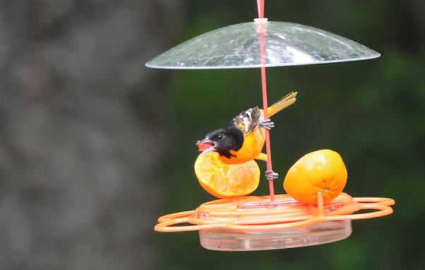 An orange bird with a black head and black-and-white wings is clinging to the center pole of an orange bird feeder. His body is vertical, with both feet on the pole, but he has turned his head horizontal. His mouth is full of jelly. There are two partly eaten orange halves on the feeder as well.