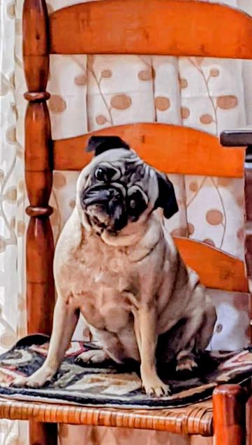 Photo of Polly, my Pug, sitting on an antique wicker chair.