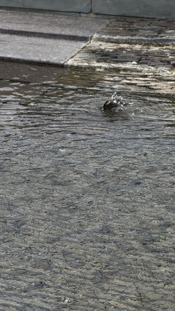 Bathing bird