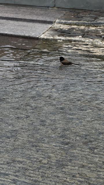 Little bird taking a break from splashing around