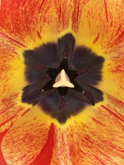 Close-up of the centre of a tulip--the base of each petal is black in the centre where it meets the stamen/stem, creating a hexagon-like shape in the middle. The petals then open out in a speckled yellow and red pattern.