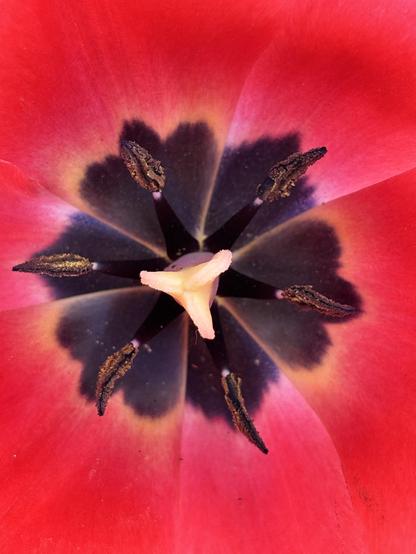 Close-up of the centre of a tulip--the base of each petal is black in the centre where it meets the stamen/stem, creating a hexagon-like shape in the middle. The petals then open out in a vibrant pink.