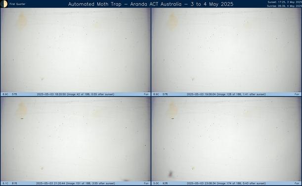 Collage showing insects attracted to light and automatically imaged 1 hour, 2 hours, 4 hours and 6 hours after sunset in Aranda, ACT, Australia on the night of 3 to 4 May 2025. The image includes four smaller images collected around the listed times. Each image shows a section of sheet with a variable number of insects attracted to UV and visible light. Number and variety depends on time of year and conditions during the given night. The image is also labeled with basic details of the associated weather and moon phase. For more explanation of the Automated Moth Trap project visit https://amt.hobern.net/ and https://www.flickr.com/photos/dhobern/albums/72177720322426621.