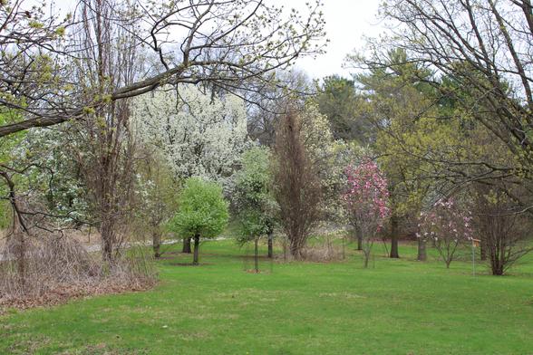 A green mown lawn with a variety of trees some with spring flowers of white or pink next to a narrow roadway under a gray overcast sky.