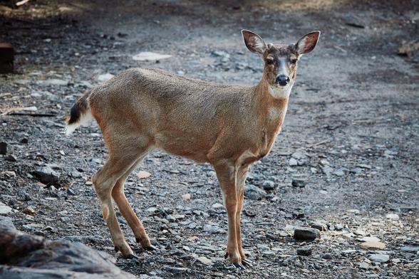 deer on the driveway