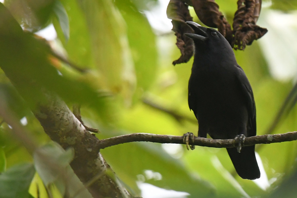 Corvus violaceus (known as violet crow) standing on a branch and calling.