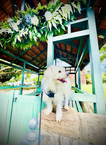 Rocket is standing on a sandstone fence next to a gazebo with a flower garland placed above its entrance. The Anglican Church stands in the background with some big shady trees to the left hand side.
