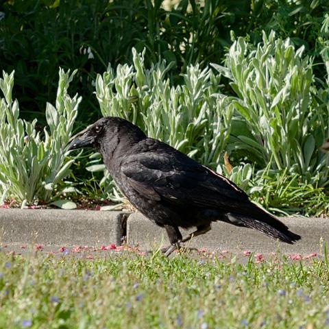 an adult corvid in profile sits on ground facing left against a green grassy background