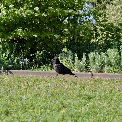 a corvid is walking to the left on green grass with green plants in the background