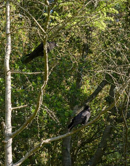 two corvids perch in a tree to enjoy the sunshine. There are lots of green leaves and tree buds around them