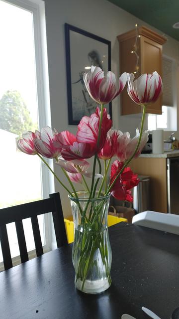 A vase of white and red striped tulips on a black table. A neighbor gave them to me from her garden.