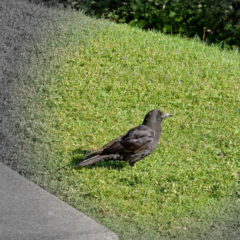 a corvid in profile faces right on a field of short green grass