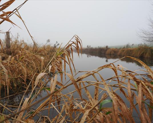 The image shows a natural scene with a body of water, possibly a pond or small lake, surrounded by tall, dried grass and reeds. The sky is overcast, creating a misty or foggy atmosphere. The setting appears to be calm and serene, typical of a quiet, rural landscape.