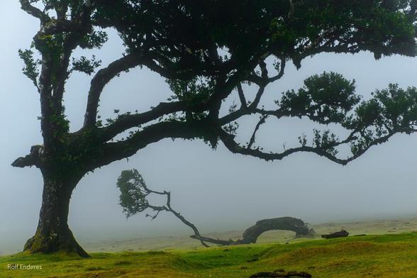 A misty landscape featuring a large, gnarled tree with sprawling branches and a smaller leaning tree nearby. The ground is covered in green grass, and the fog creates a mysterious and serene atmosphere.