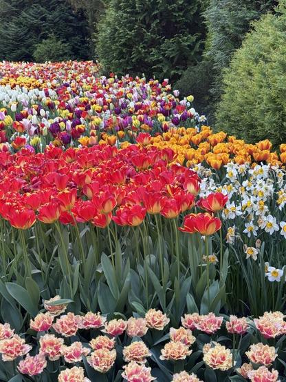 Multi-coloured display of tulips
