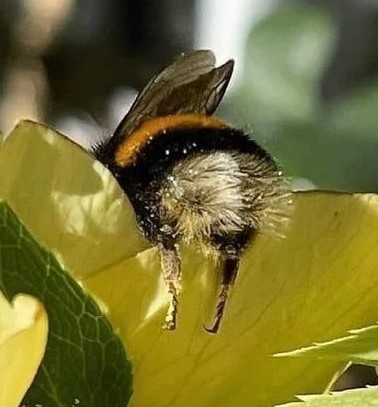 Hommel hangt over een bloemblad.
