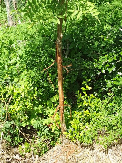 Hier hat ein Rehbock mit seinem Geweih den ca. 6cm. dicken Stamm einer Eberesche über eine Höhe von gut 40cm komplett entrindet. Für die bisher herausgebildete Krone das Todesurteil.