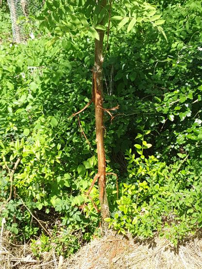 Hier hat ein Rehbock mit seinem Geweih den ca. 6cm. dicken Stamm einer Eberesche über eine Höhe von gut 40cm komplett entrindet. Für die bisher herausgebildete Krone das Todesurteil.