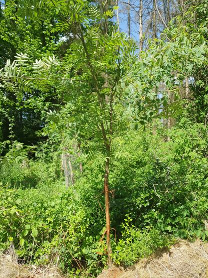 Eberesche am Waldrand