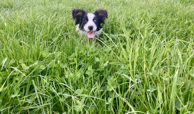 A collie pauses for breath lying In the long grass by the side of the trail