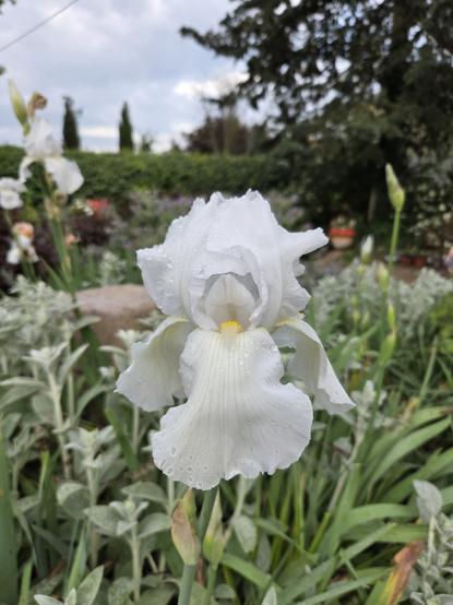 A white iris flower close up in dew
