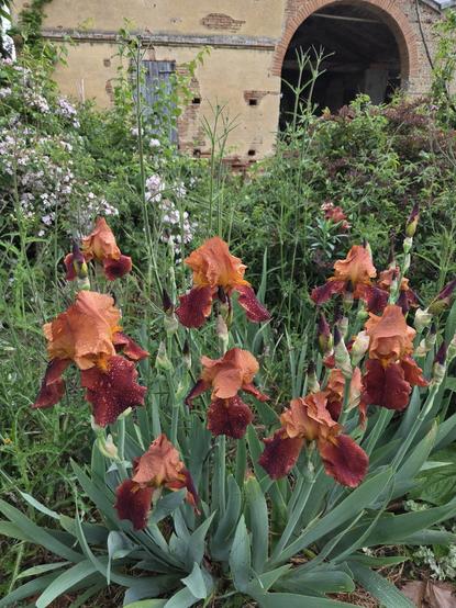 A clump of red-orange irises in full bloom