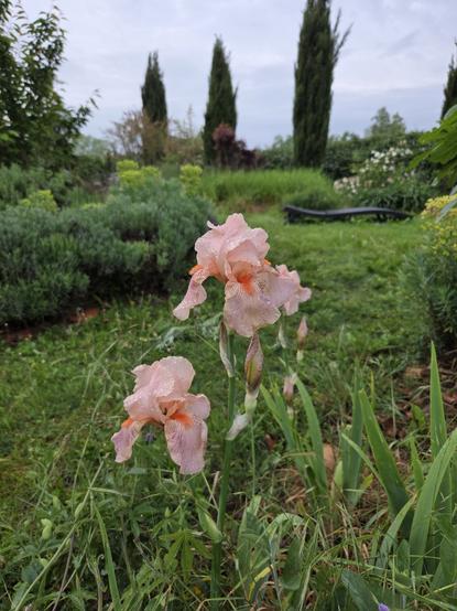 Pink irises in full bloom