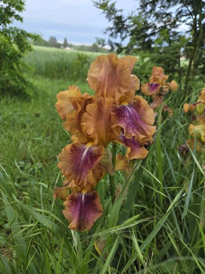 Several orange and wine colored iris flowers overlapping